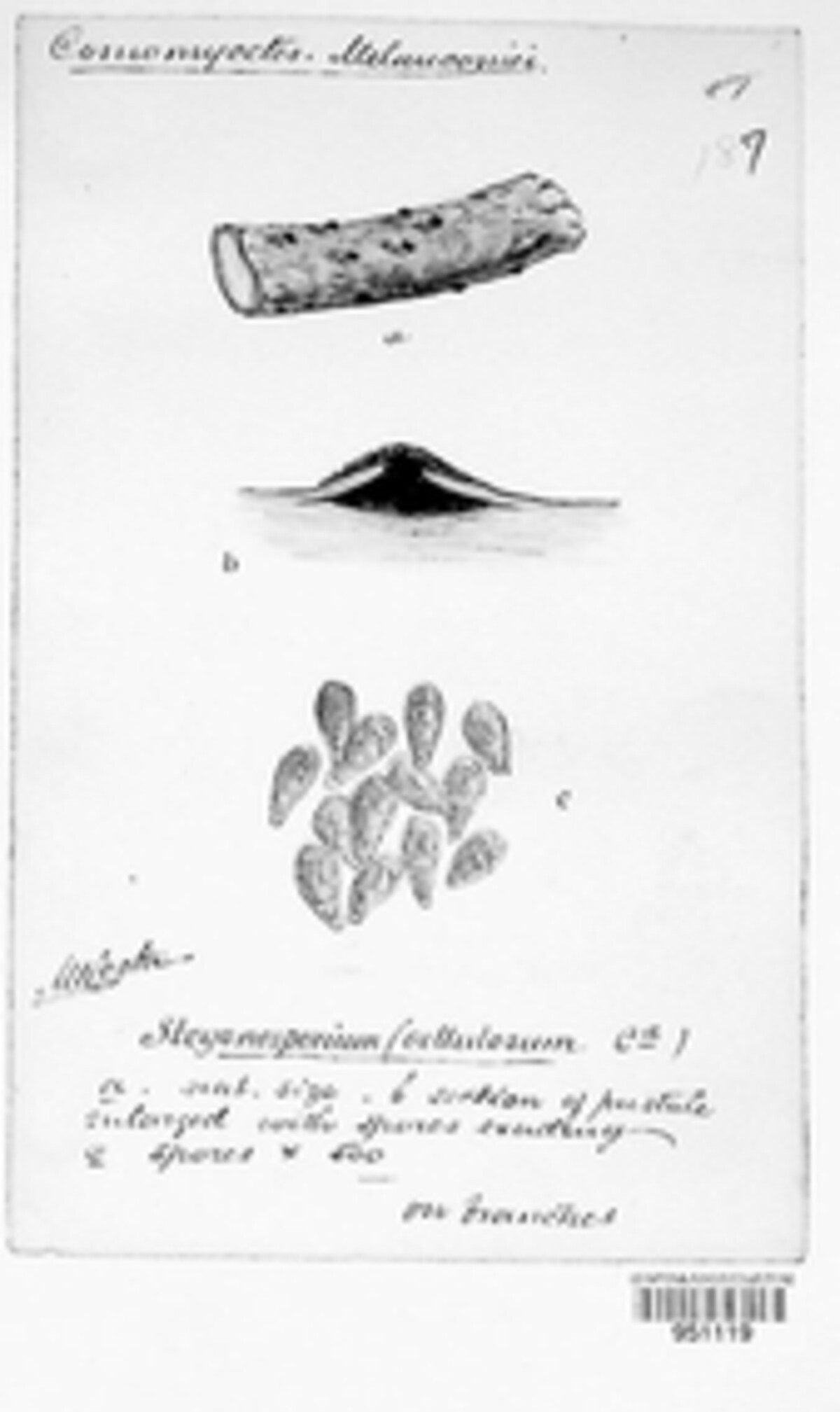 Stegonsporium image